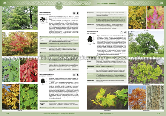Каталог древесных растений, выращиваемых в питомниках АППМ. Издатель: АППМ