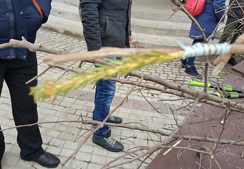 Практический семинар АППМ «Прививка и обрезка» в питомнике Садовой компании «Садко» 20-21 марта