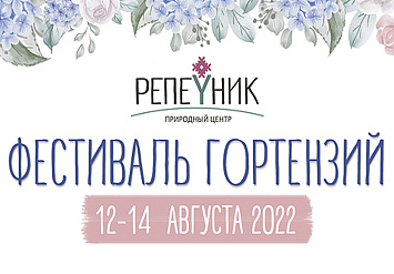 Фестиваль гортензий ‌в Санкт-Петербурге