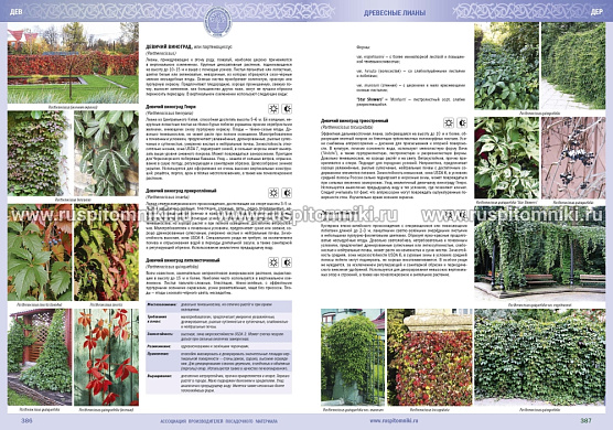 Каталог древесных растений, выращиваемых в питомниках АППМ. Издатель: АППМ